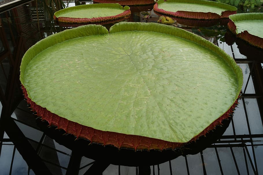 water lily, sheet, large, green, water plant, food and drink HD wallpaper