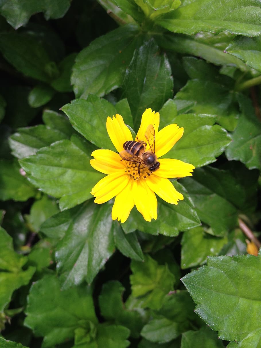 bee, summer flowers, yellow, nature, plant, petal, growth, insect HD wallpaper