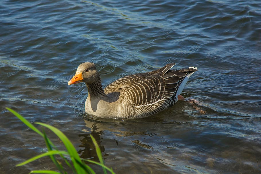 goose, water, spring, nature, bird, animal, wildlife, lake HD wallpaper