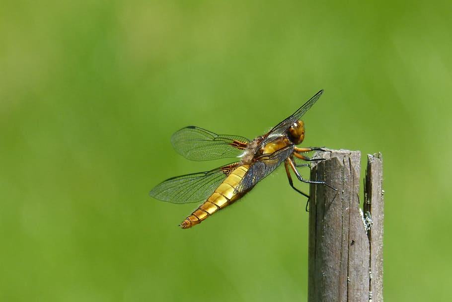 Dragonfly, Sailing, sailing dragonfly, plattbauch, female, libellula depressa HD wallpaper