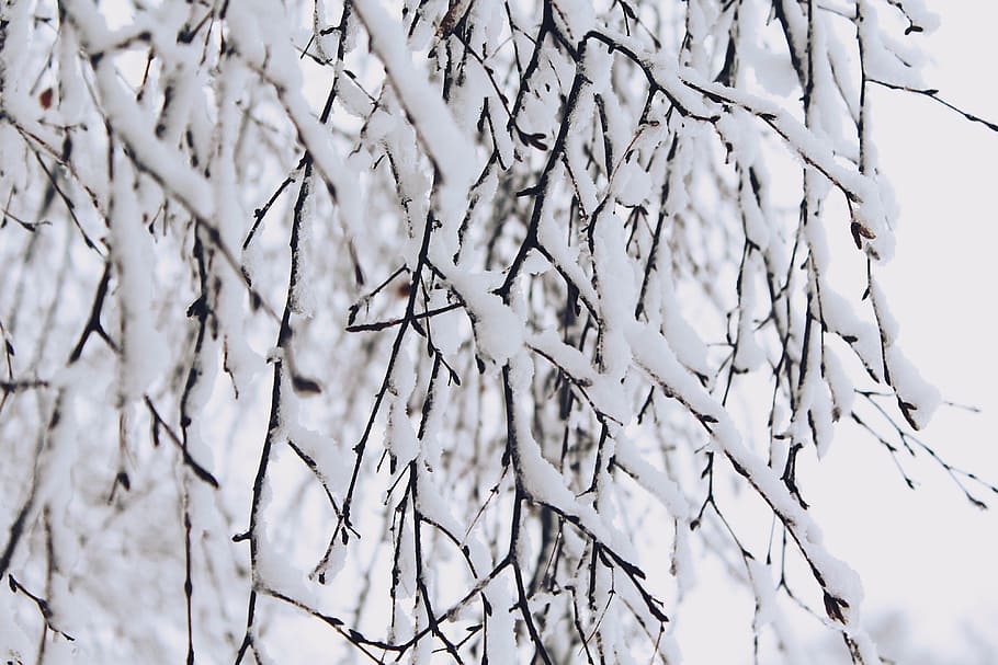 bare tree covered of snow shallow focus photography, branches HD wallpaper