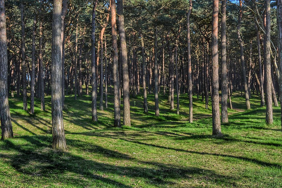 Forest, Tree, Landscape, Nature, trees, green, forest floor HD wallpaper