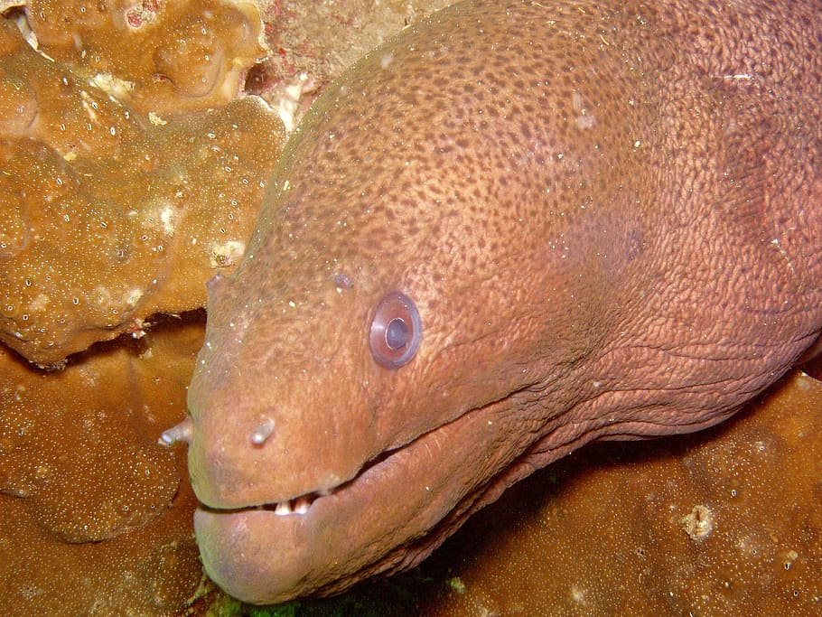diving, moray, giant moray, under, water, southeast, asia, moraine HD wallpaper