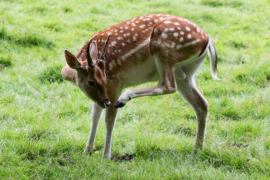 roe deer, nature, red deer, forest, fallow deer, scheu, animal HD wallpaper