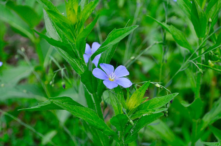 Flower, Macro, Garden, Blossom, blue, plant, green, summer HD wallpaper