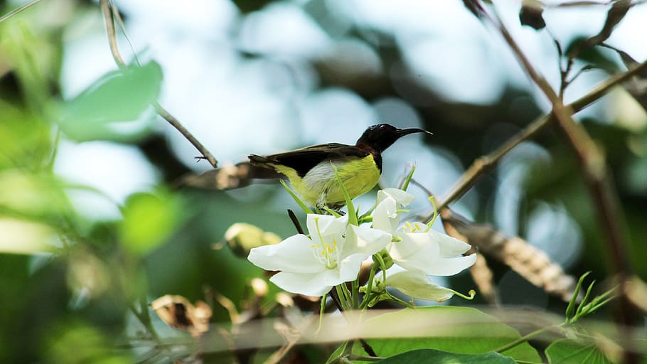 nature, leaf, tree, outdoors, flora, flower, garden, season HD wallpaper