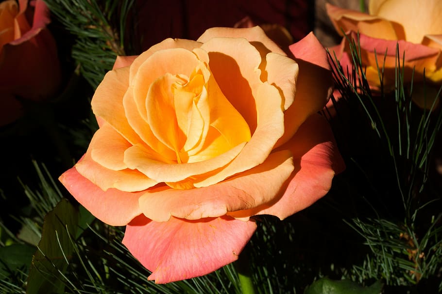 orange and pink flower, rose, composites, blossom, bloom, summer HD wallpaper