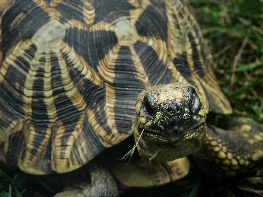shell, reptile, turtle, animal, wildlife, nature, tropical HD wallpaper