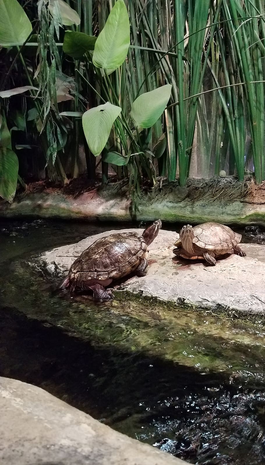 turtles, river, creek, carapace, shell, reptile, animal, water HD wallpaper