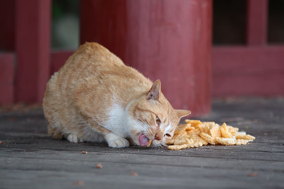 cat-confectionery-animal-feeding.jpg