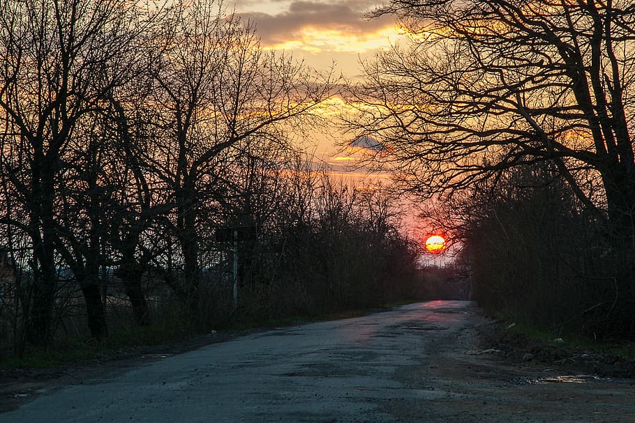 road, evening, sunset, tree, plant, the way forward, direction HD wallpaper