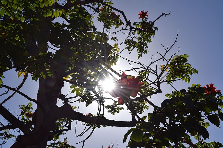 tree, blossom, bloom, back light, sky, sunlight, low angle view HD wallpaper