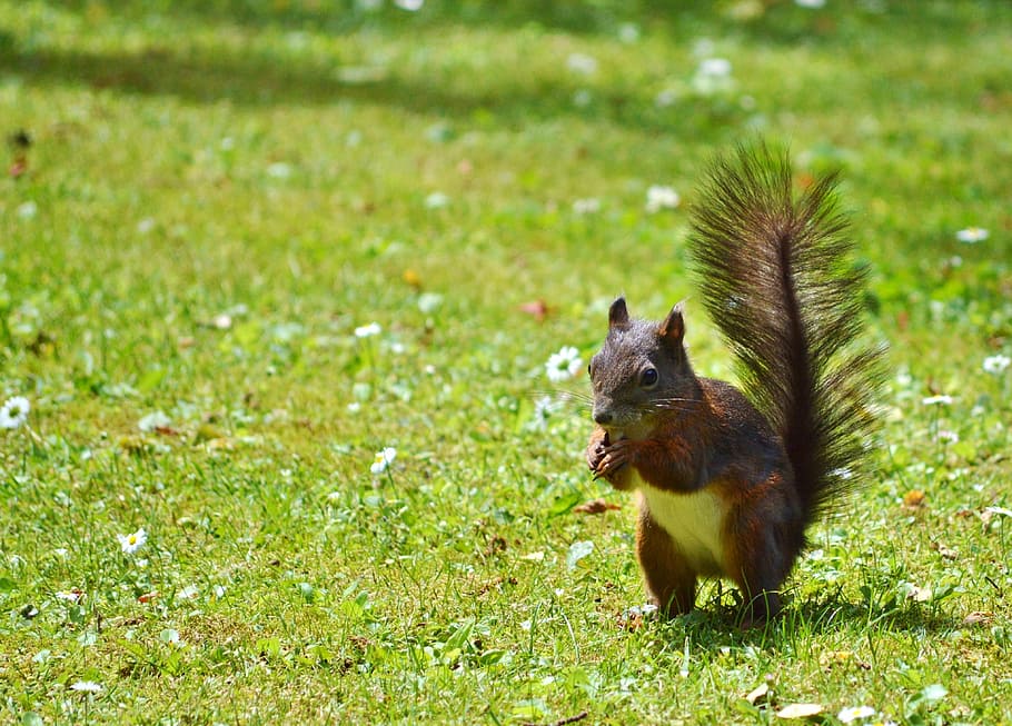 squirrel, nager, rodent, cute, nature, cheeky, animal, garden HD wallpaper
