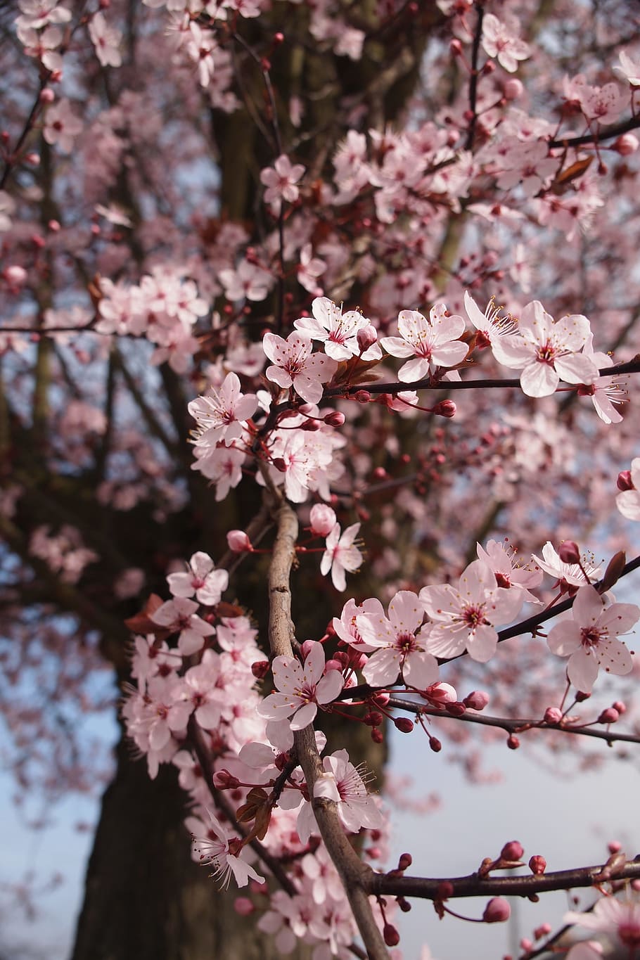 pink cherry blossoms, spring, flowers, tree, blooming, branch HD wallpaper