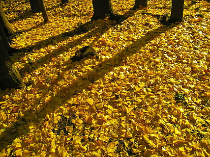 long shadows, sunset, evening, gingko tree, maidenhair tree HD wallpaper