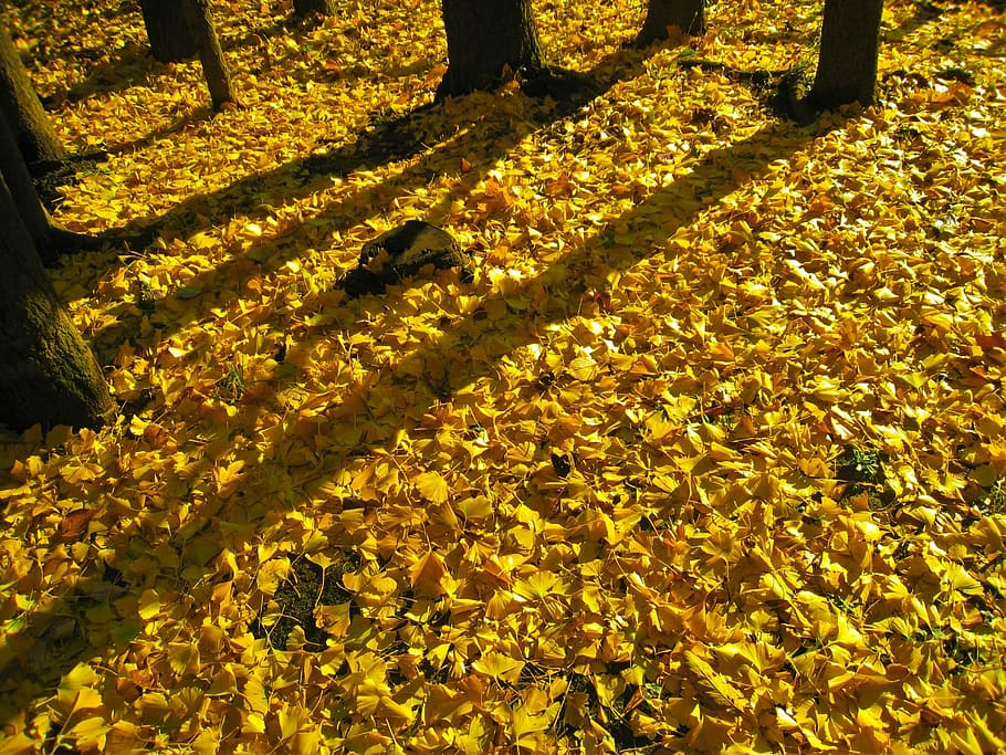 long shadows, sunset, evening, gingko tree, maidenhair tree HD wallpaper