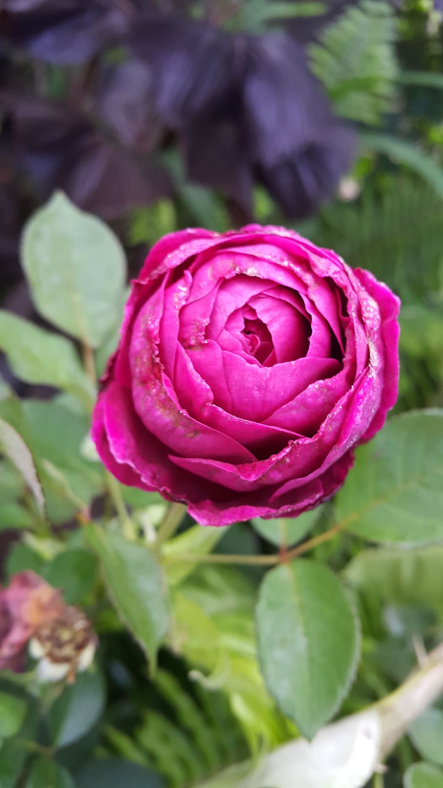 Rose, Bud, Bud, Plant, rose - Flower, nature, petal, beauty In Nature HD wallpaper