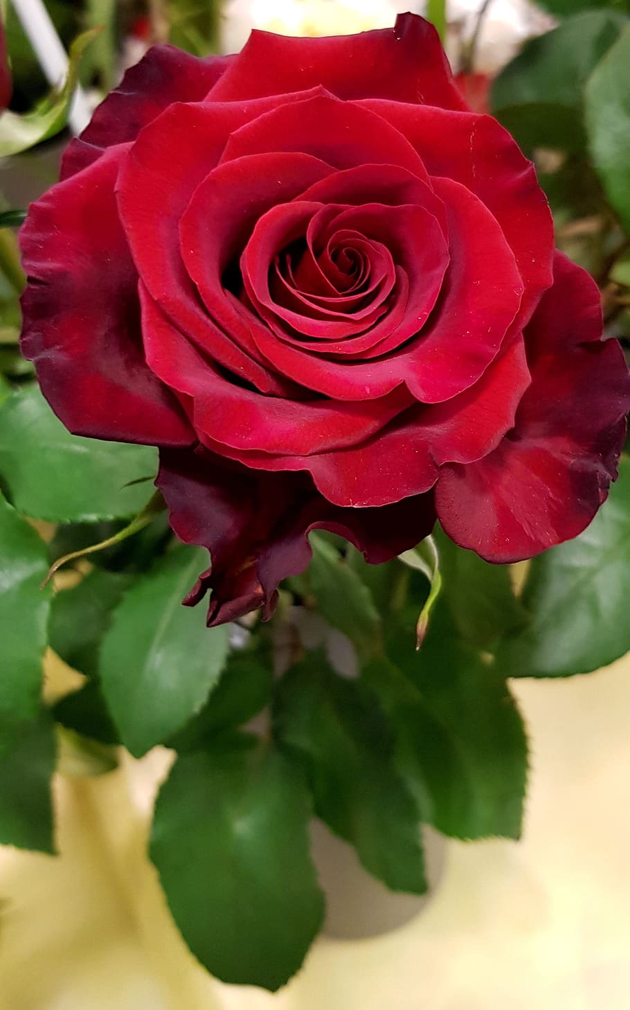 rose, red, blossom, bloom, red rose, flower, red roses, romantic HD wallpaper