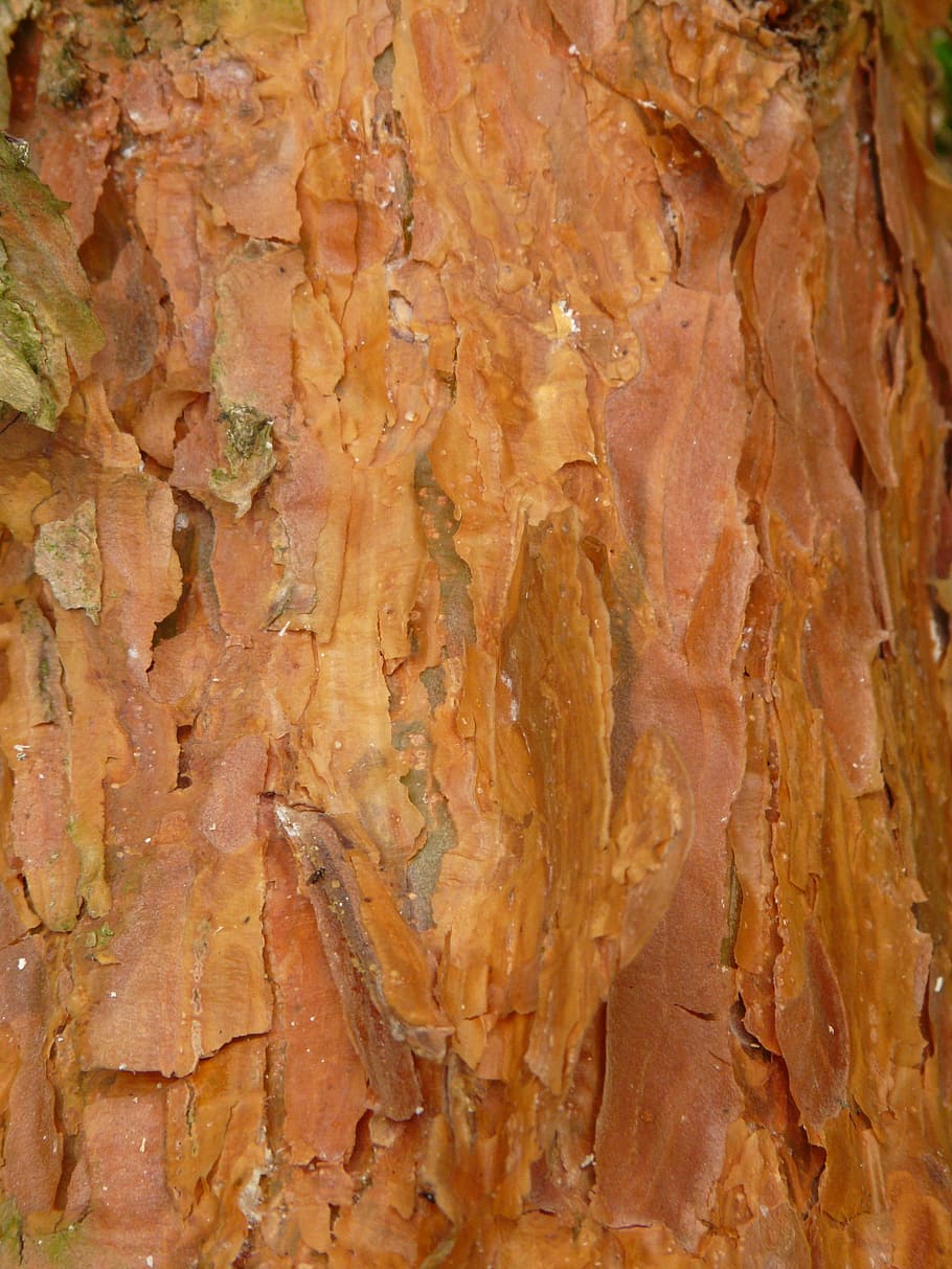 bark, pine, red, tree, wood, textured, full frame, backgrounds HD wallpaper