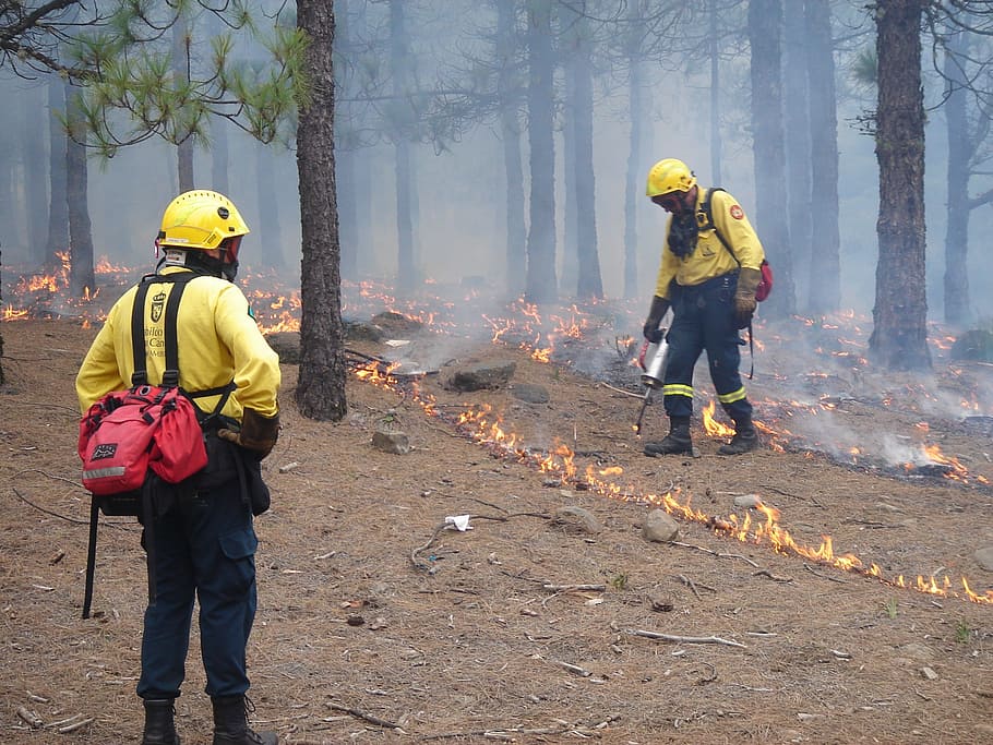 Forest, Trees, Woods, Spain, fire line, starting, firemen, firefighters HD wallpaper