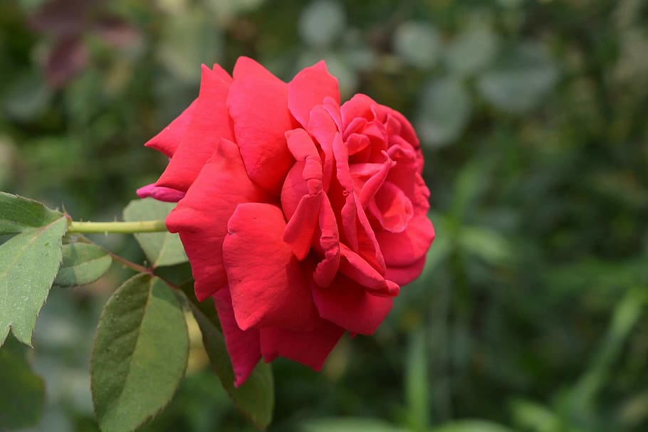 flower, nature, flora, leaf, blooming, flowering plant, petal HD wallpaper