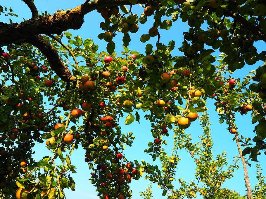 apple, apple tree, fruit, red, frisch, healthy, vitamins, orchard HD wallpaper