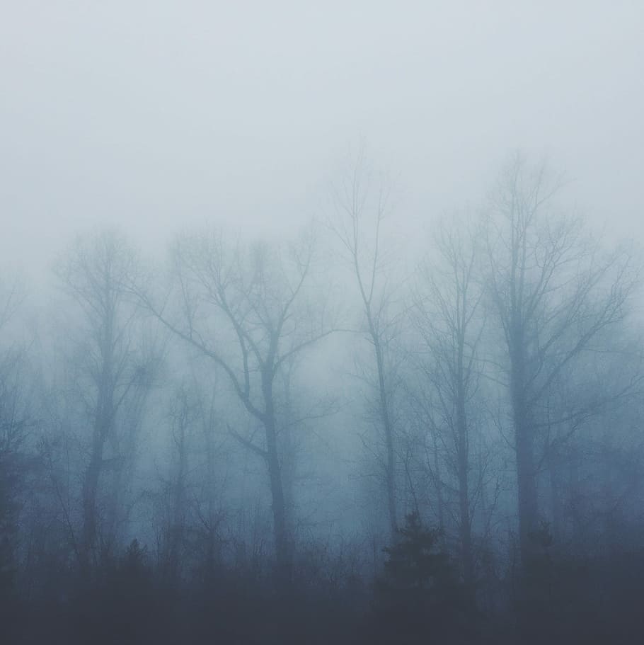 bare trees covered with fog, trees covered by mist, outdoors HD wallpaper