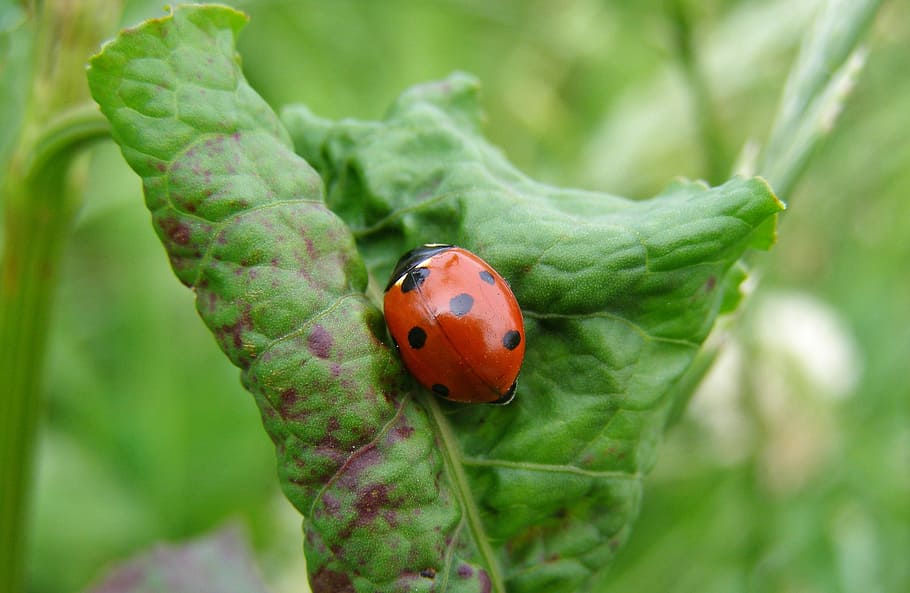 ladybug, leaf, green, meadow, spring, summer, macro, nature HD wallpaper
