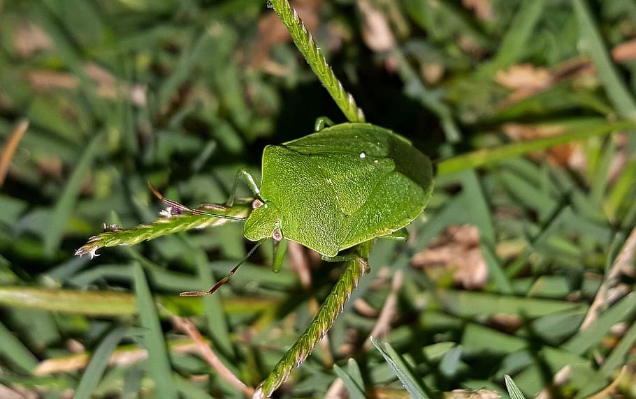 Green Stink Bug, Insect, flying insect, creature, stinky, close up HD wallpaper