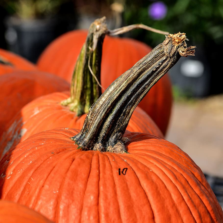 pumpkins, large pumpkins, pumpkin stem, nature, fall, autumn HD wallpaper