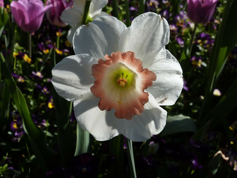 daffodil, bloom, spring, flower, gardening, white, blooming HD wallpaper