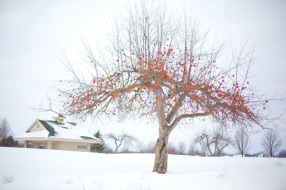 brown and red trees far at white and blue house during daytime HD wallpaper