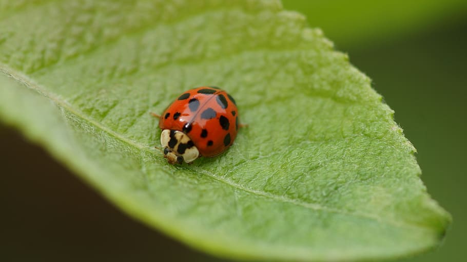 insect, nature, leaf, ladybug, beetle, invertebrate, animal themes HD wallpaper