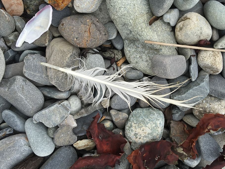 Pebbles, Feather, Seashore, Stone, shell, coast, seagull, rock HD wallpaper