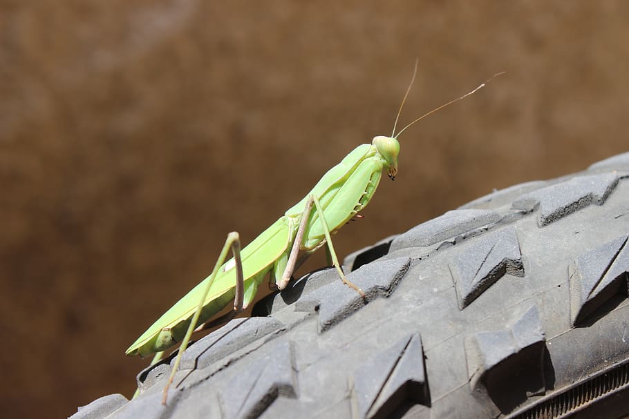 insect, spring, macro, hell, animal, animal themes, invertebrate HD wallpaper