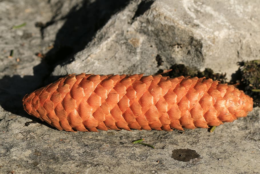 tap, pine cones, stone, nature, brown, seeds, close, brown tap HD wallpaper