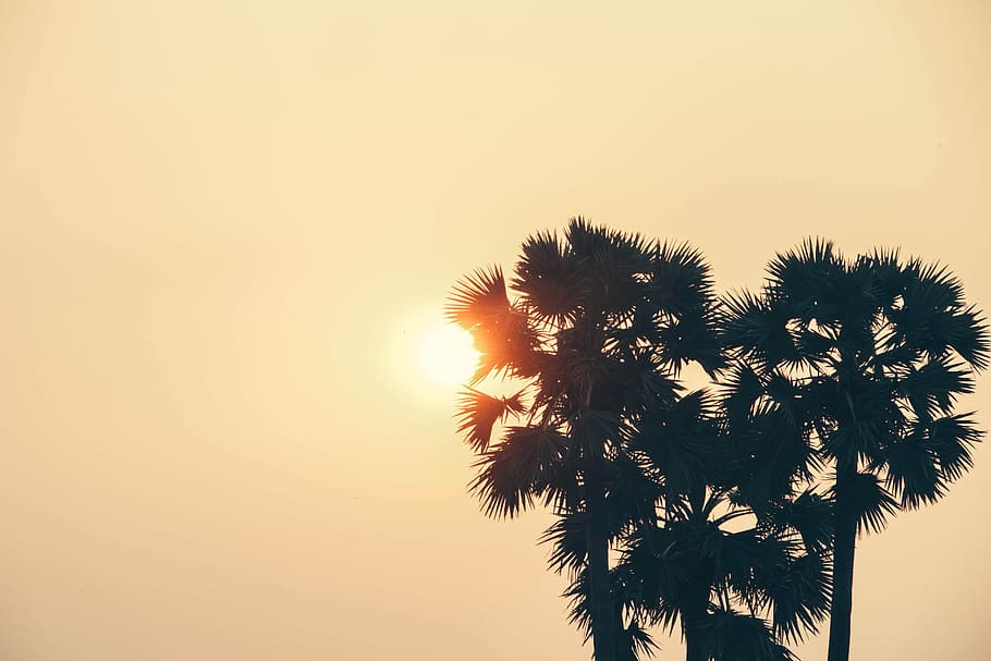 silhouette of trees at daytime, silhouette photo of tree, sunlight HD wallpaper
