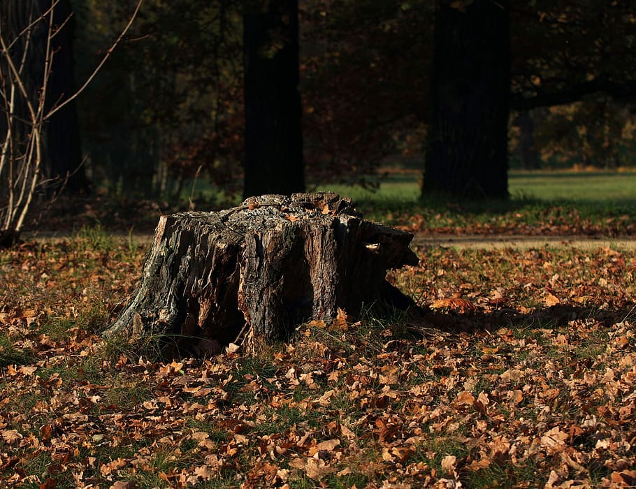 tree stump, evening sun, nature, wood, leaf, environment, leaves HD wallpaper