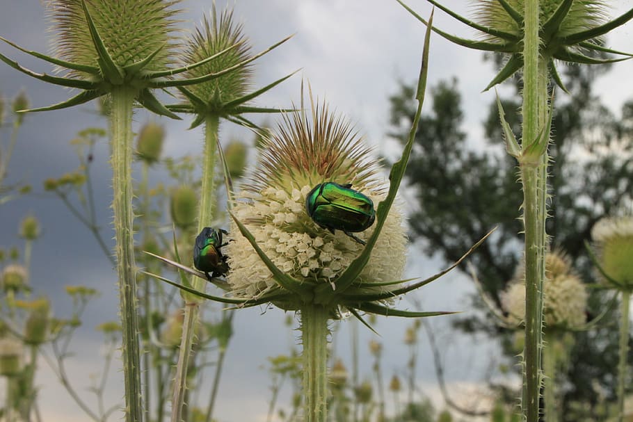beetle, bug, cutleaf, dipsacus, green, june, laciniatus, linnaeus HD wallpaper