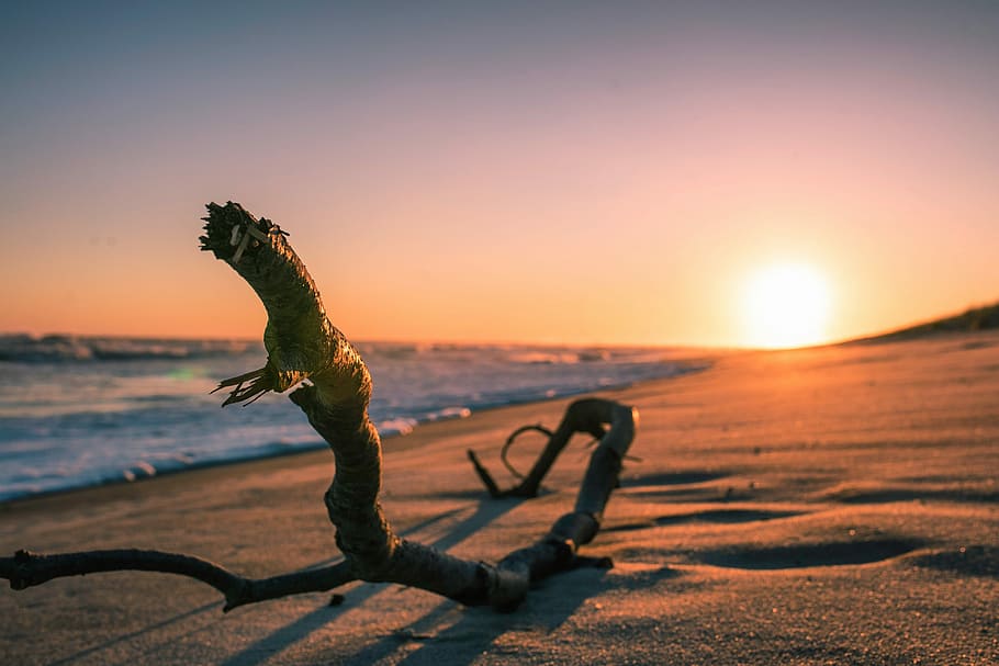 brown tree branch, brown tree root on seaside during sunset, log HD wallpaper