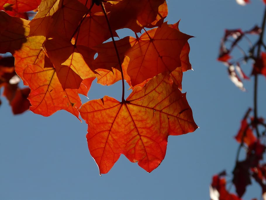 HD wallpaper: leaf, red, leaf veins, shine through, fall foliage ...