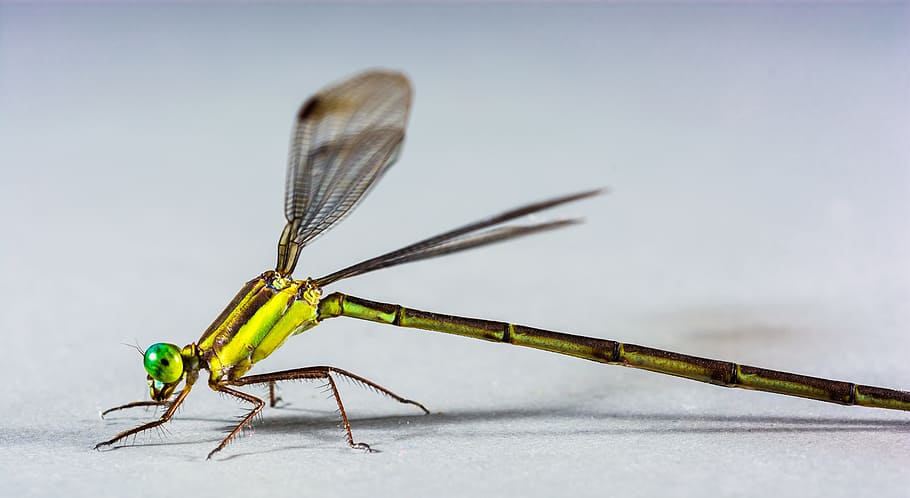Dragonfly, Insect, Close, Eye, Green, compound, legs, bedornt HD wallpaper