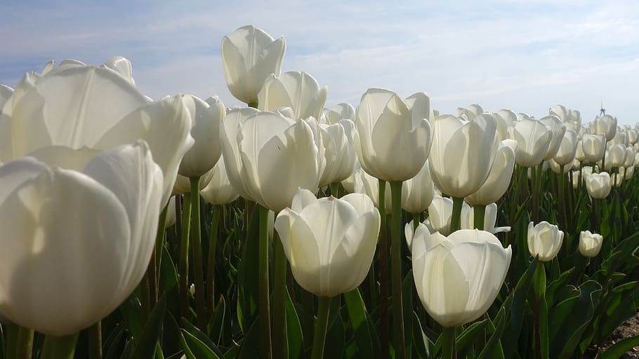 tulips, white, tulip fields, bulb netherlands, spring, holland, HD wallpaper