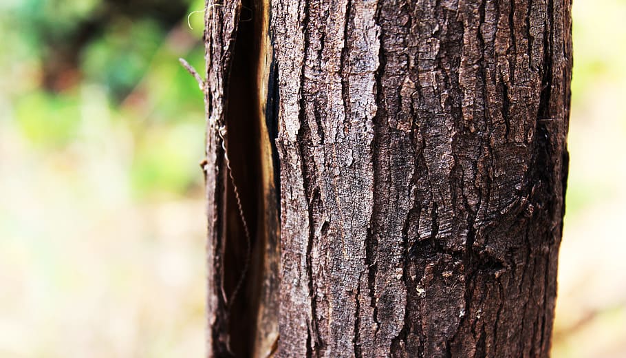 tree, tree bark, wood, dead tree, old tree, bark of tree, dry HD wallpaper