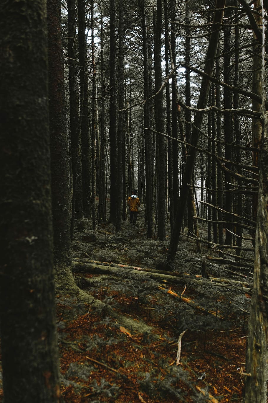 person surrounded by trees, person walking on forest, woodland HD wallpaper