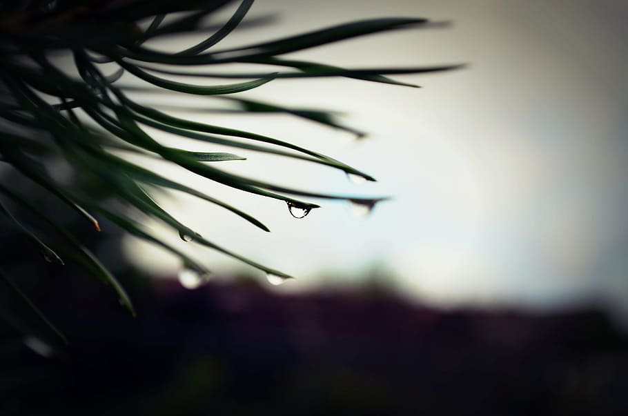 tree, macro, drop, nature, close-up, plant, focus on foreground HD wallpaper