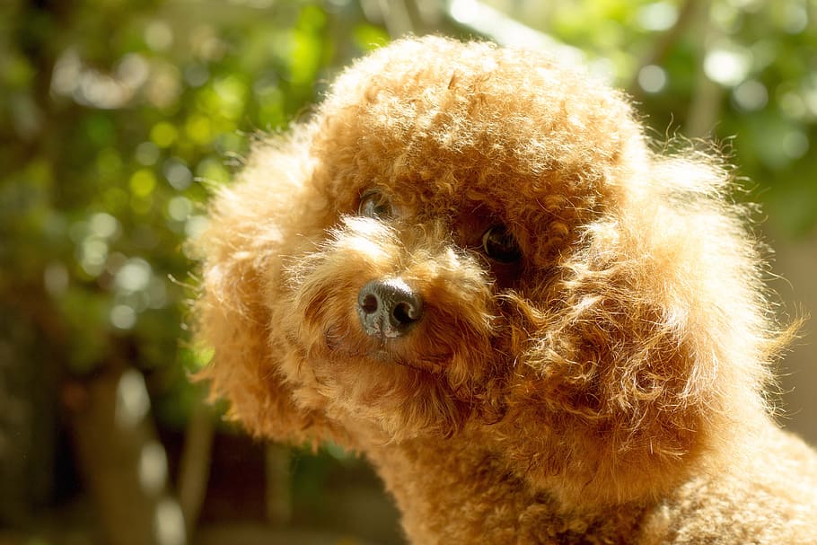 poodle, dog poodle, one animal, canine, animal themes, mammal HD wallpaper