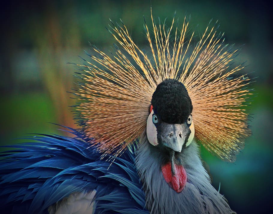selective focus of gray and blue bird, grey crowned crane, animal, HD wallpaper