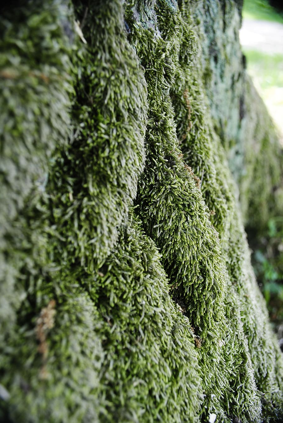 Moss, Bark, Tree, the bark, green color, no people, close-up HD wallpaper