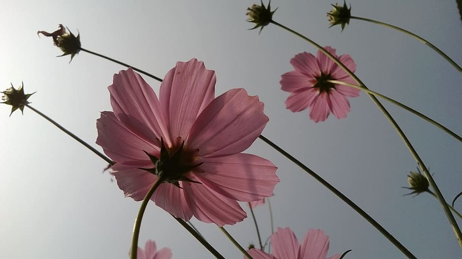 pink flowers, focus, translucent, plant, flowering plant, fragility HD wallpaper